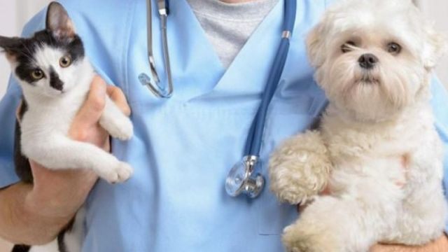Kedi ve Köpek Aşı Süreçleri