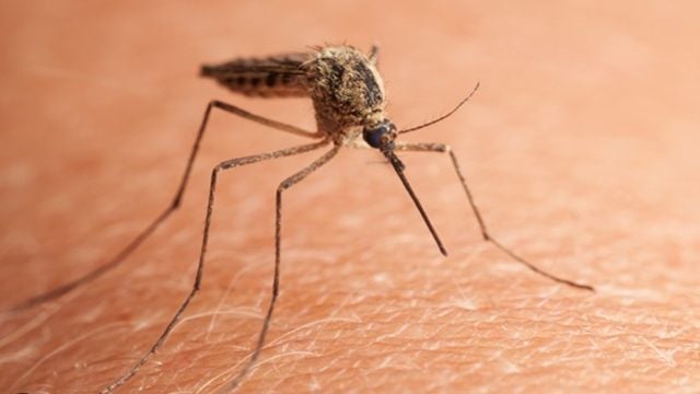 Mosquito Dangers and Protection Tips in 2025